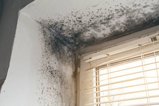 Affordable Bathroom Mold Removal solutions in Windsor, NJ